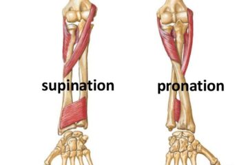 Forearm Supination