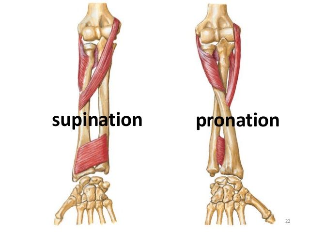 supinator and pronator muscles